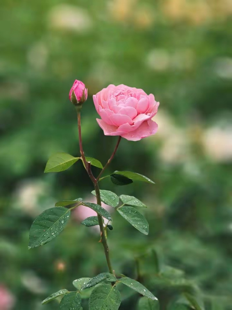 月季花--10