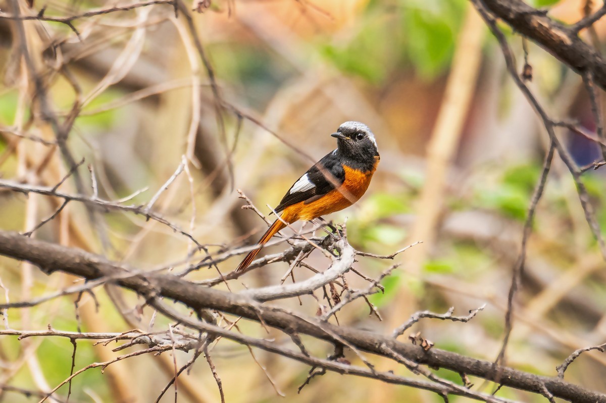 北红尾鸲（二十六）