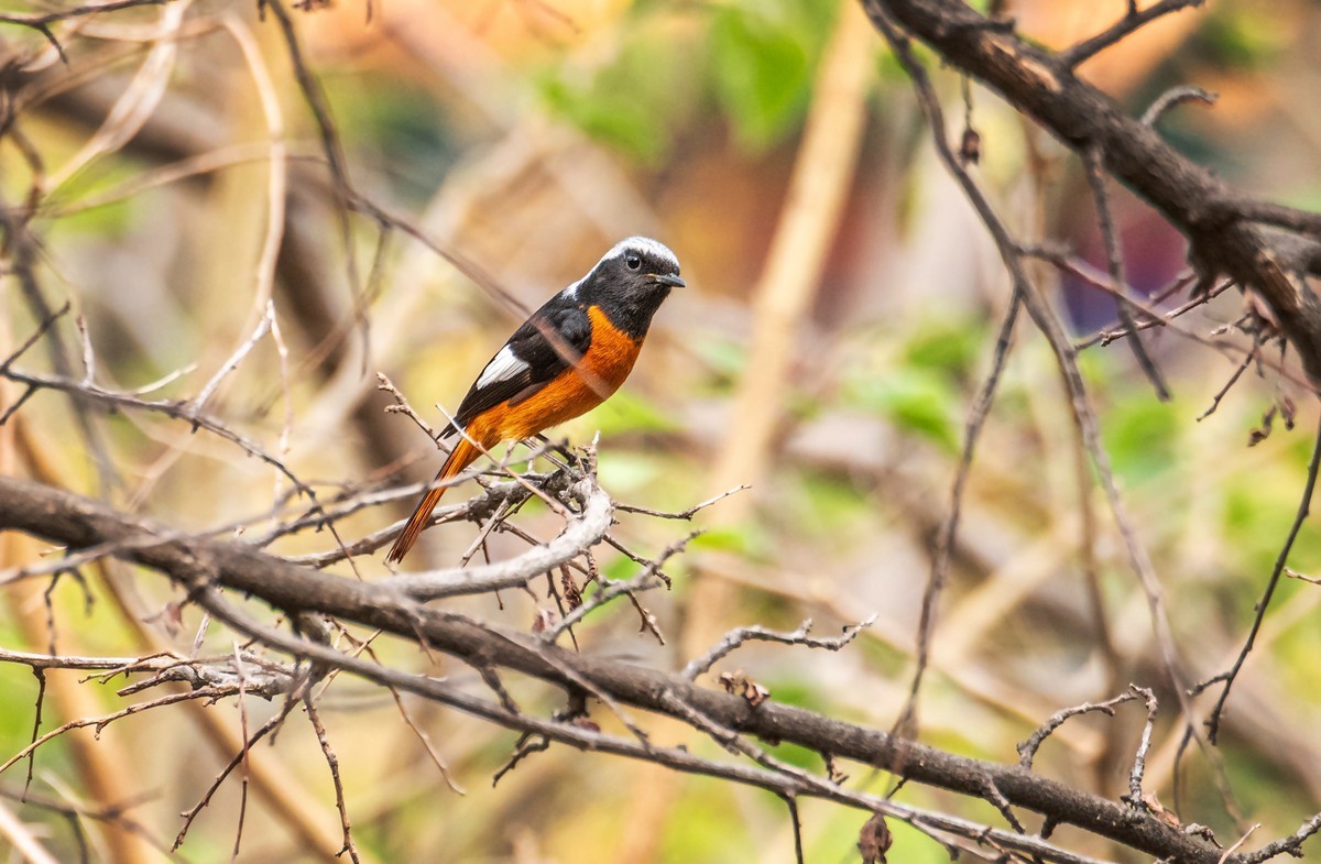 北红尾鸲（二十六）