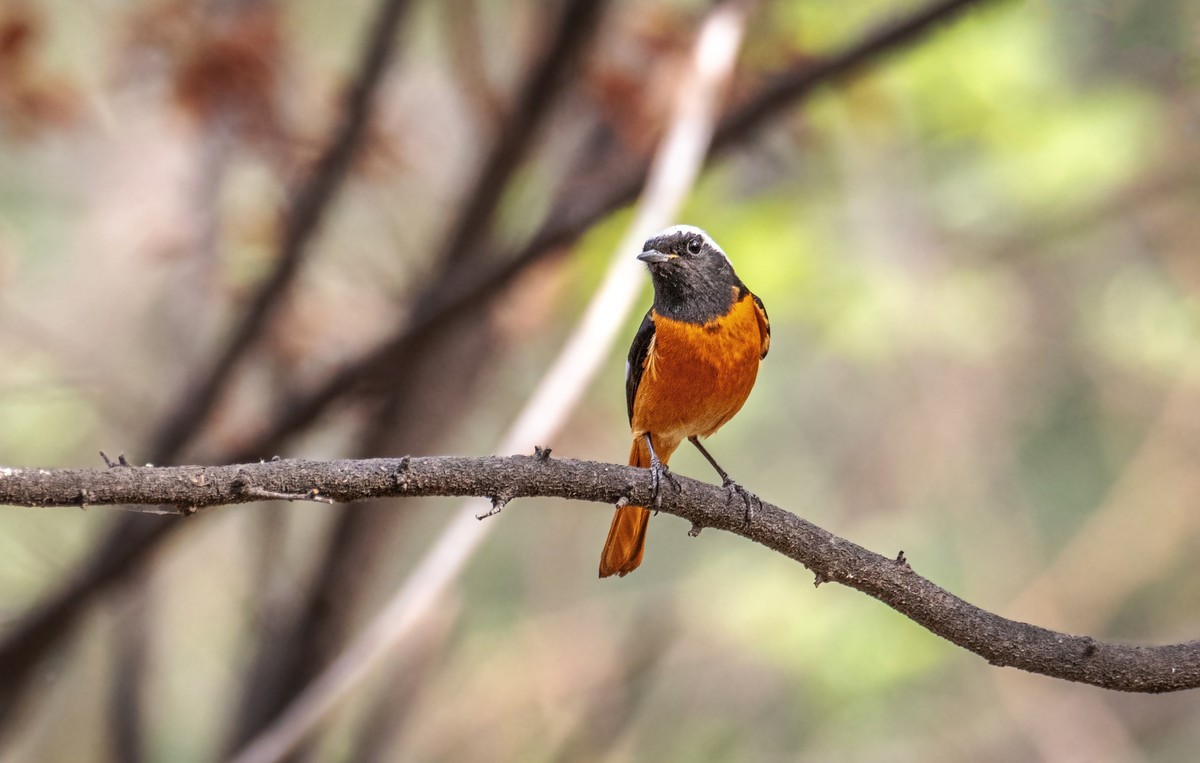 北红尾鸲（二十六）