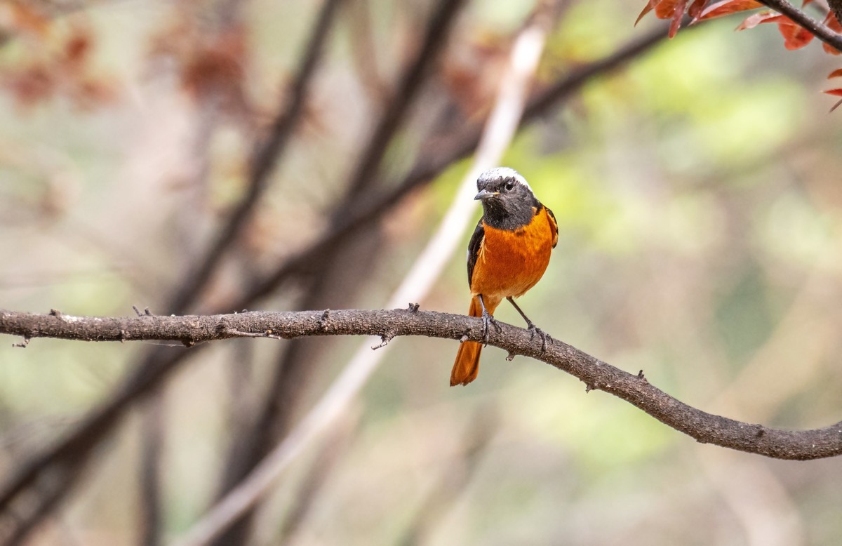 北红尾鸲（二十六）