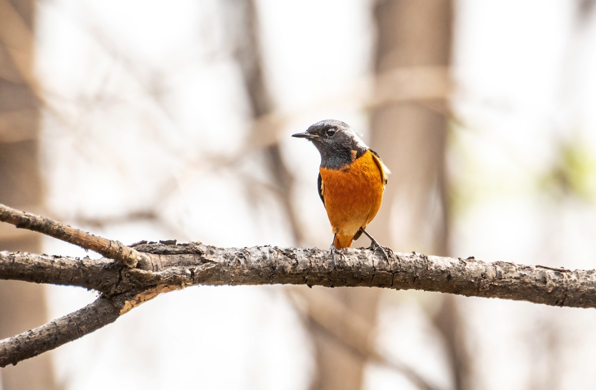 北红尾鸲（二十六）