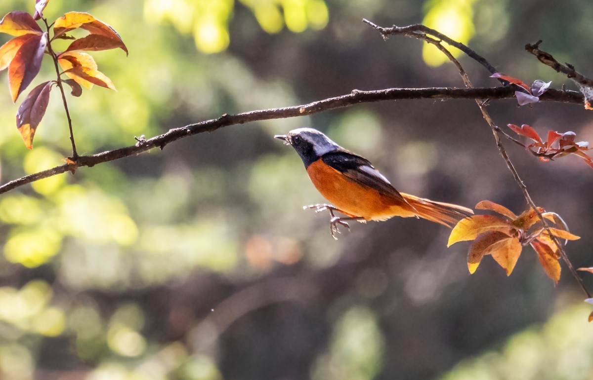 北红尾鸲（二十六）