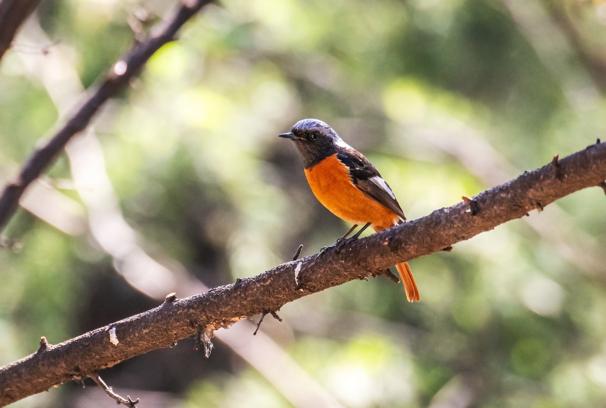 北红尾鸲（二十六）