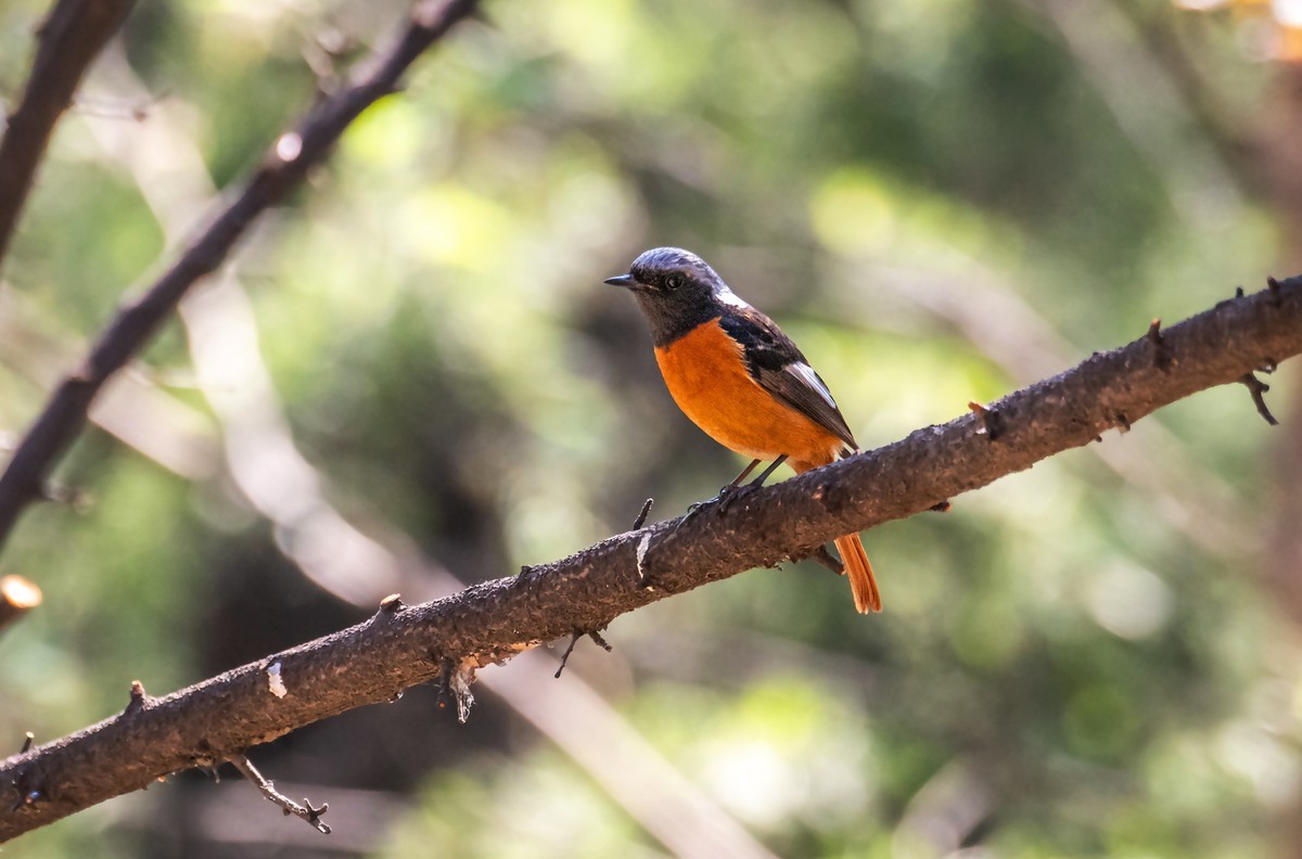 北红尾鸲（二十六）