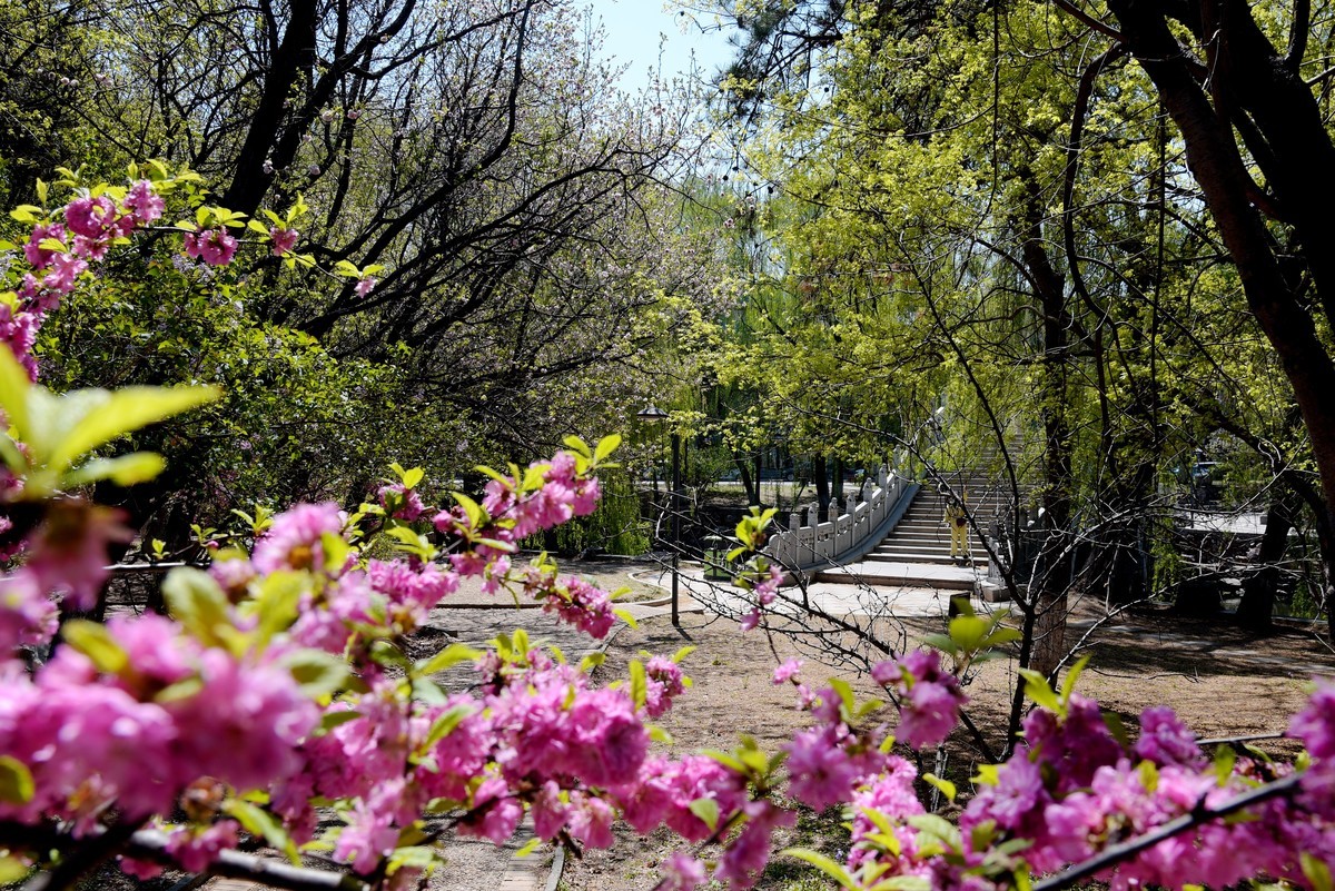 泰和园随拍（续）