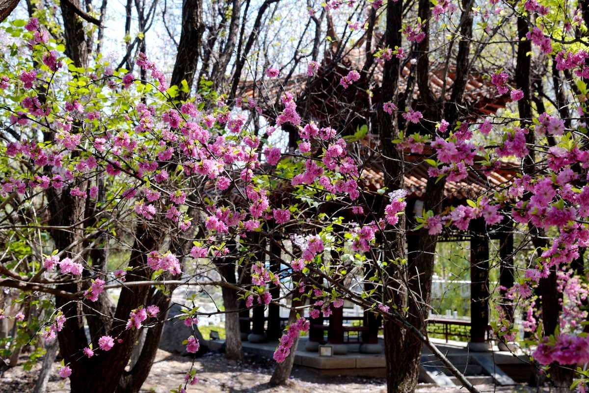 泰和园随拍（续）