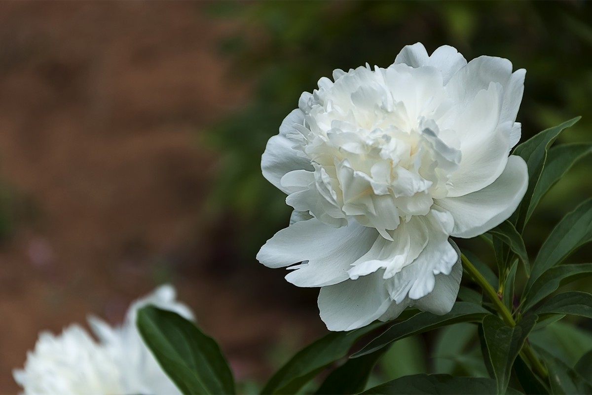 百花公园的春天-2