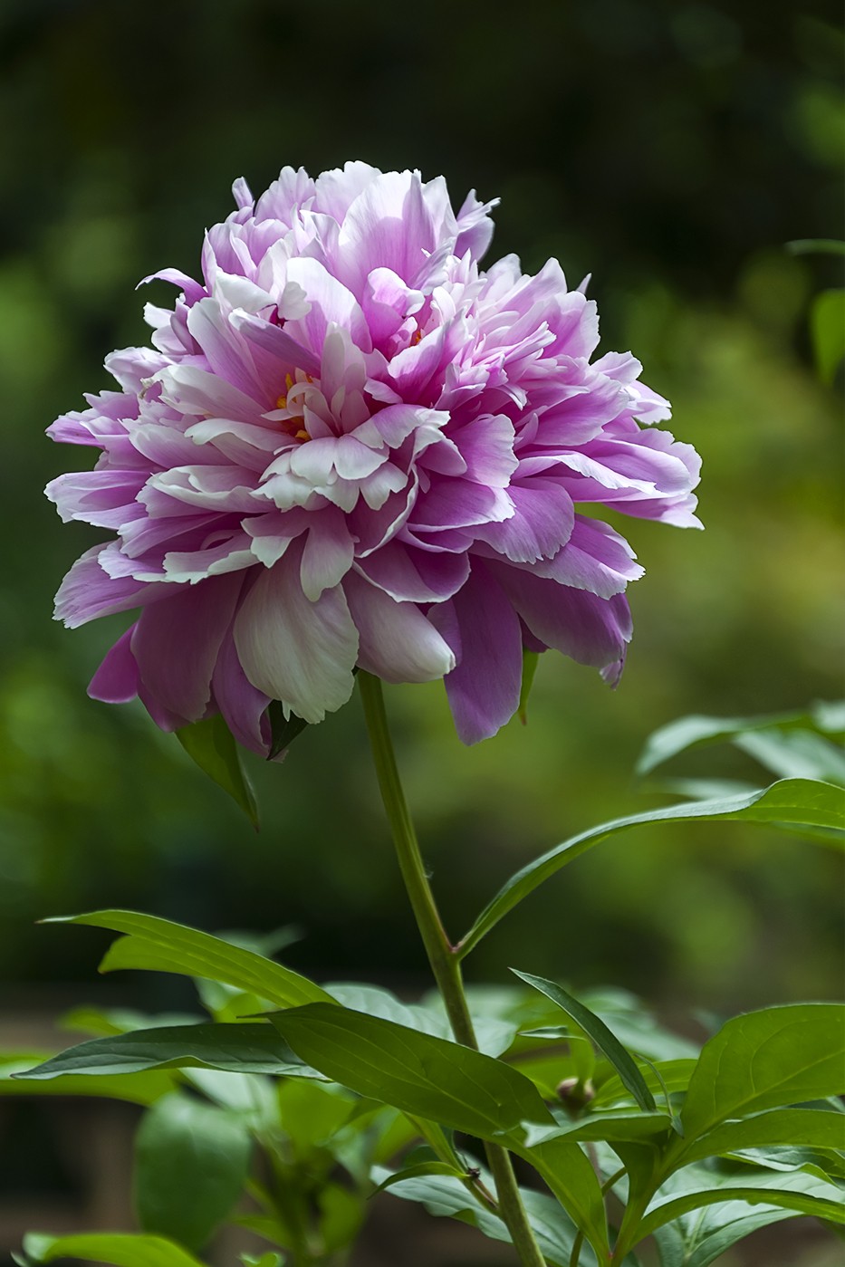 百花公园的春天-2