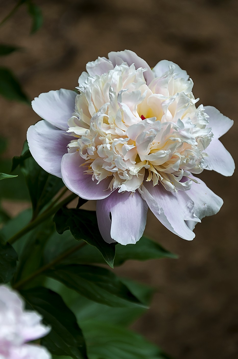 百花公园的春天-2