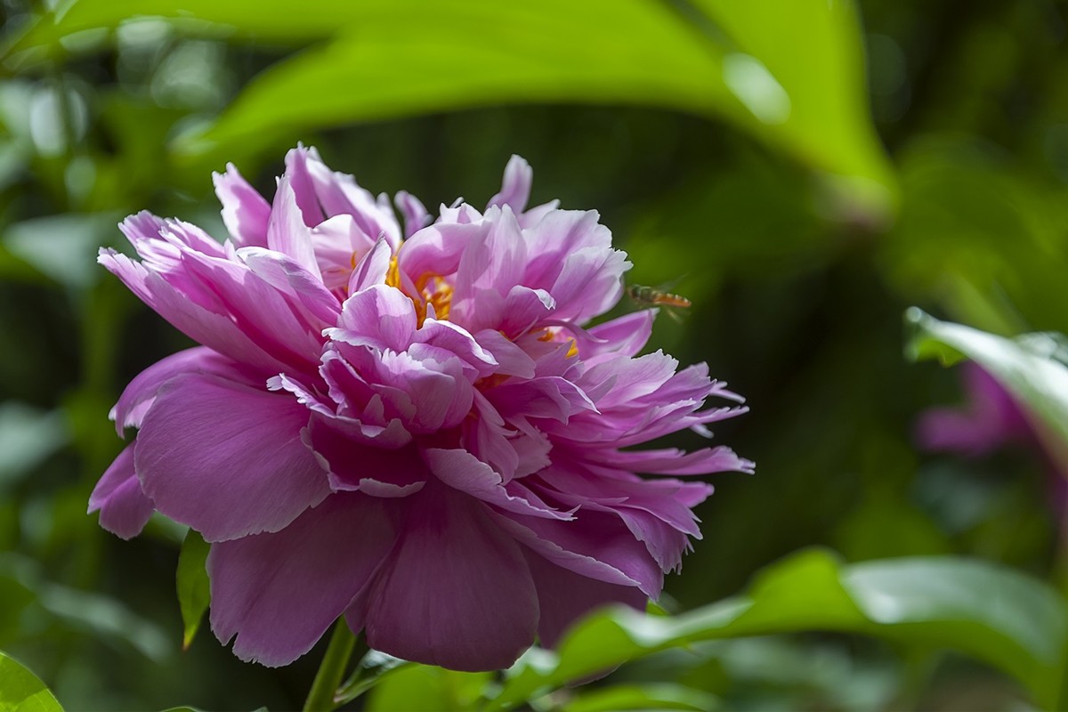 百花公园的春天-2