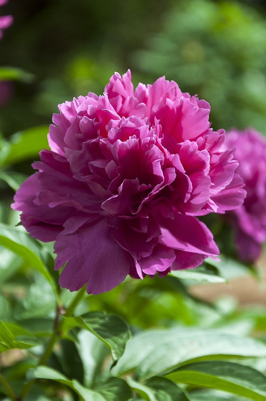 百花公园的春天-2