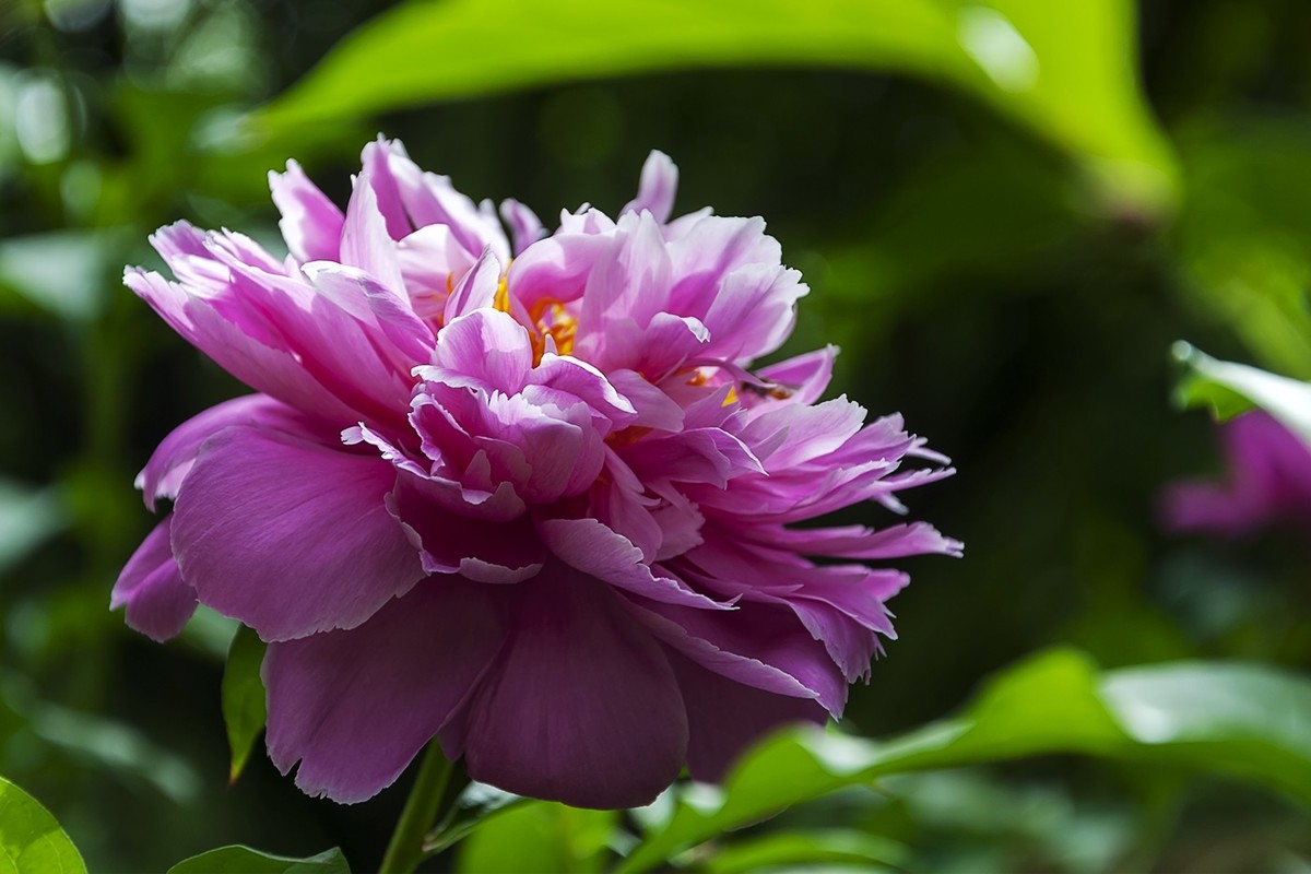 百花公园的春天-2