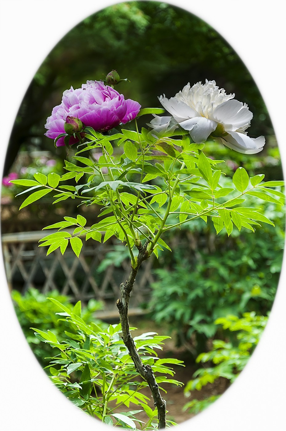 百花公园的春天-2