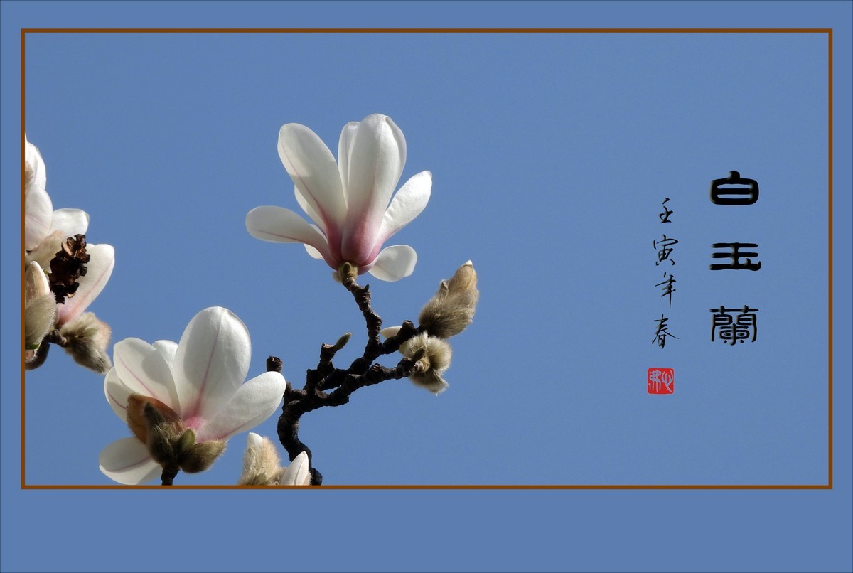 如冰似雪圣洁的白玉兰