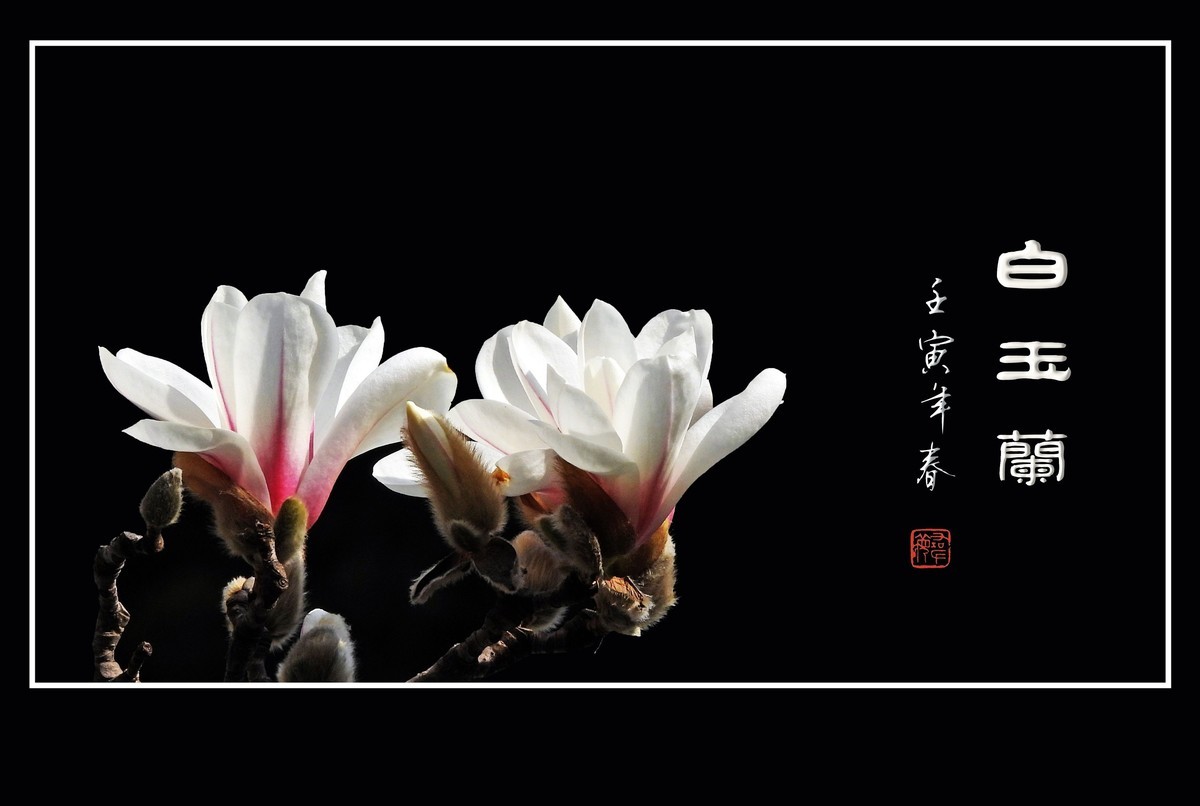 如冰似雪圣洁的白玉兰