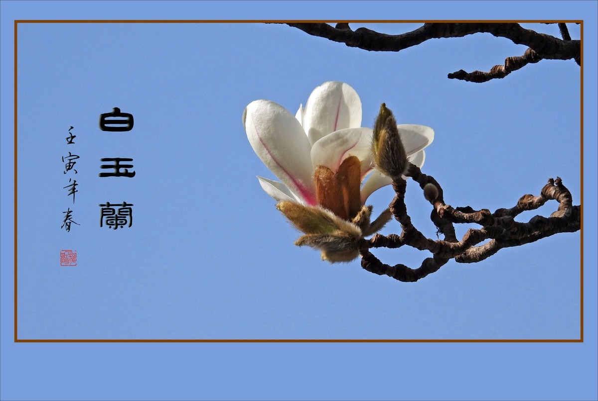 如冰似雪圣洁的白玉兰