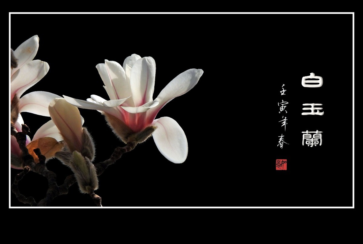 如冰似雪圣洁的白玉兰