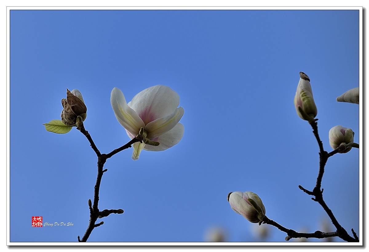 花花草草（五十）