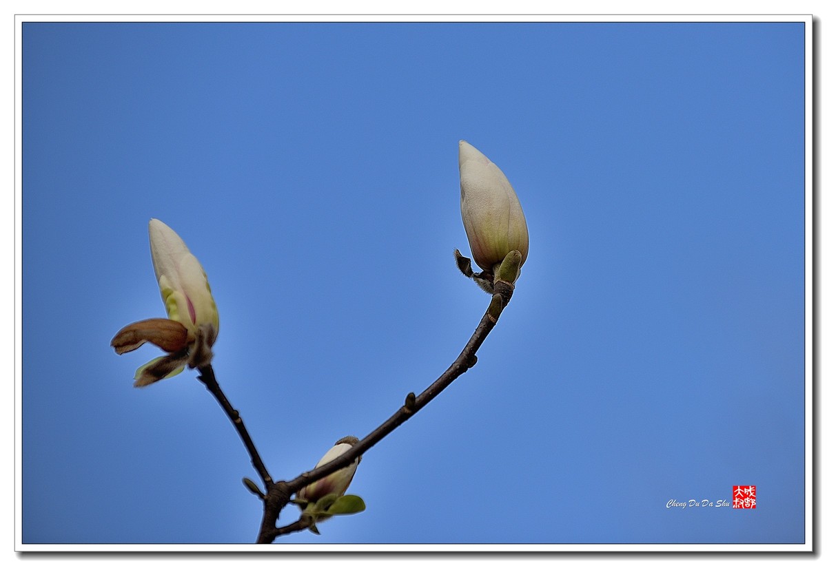 花花草草（五十）