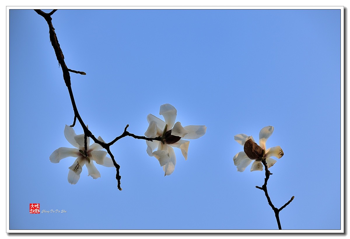 花花草草（五十）