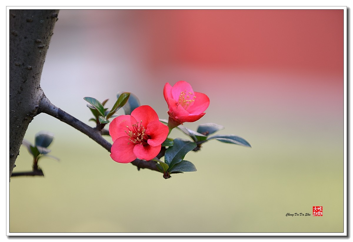 花花草草（五十）