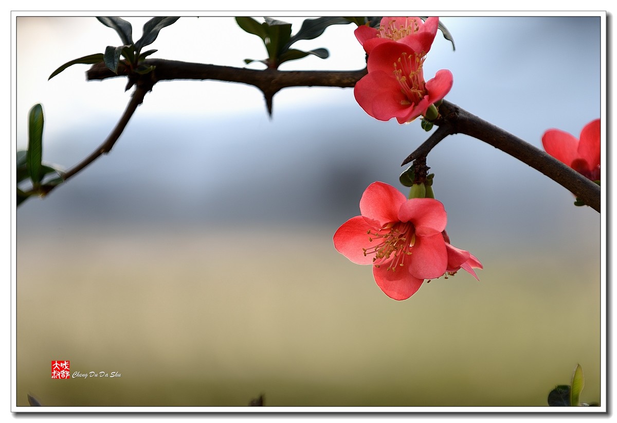 花花草草（五十）