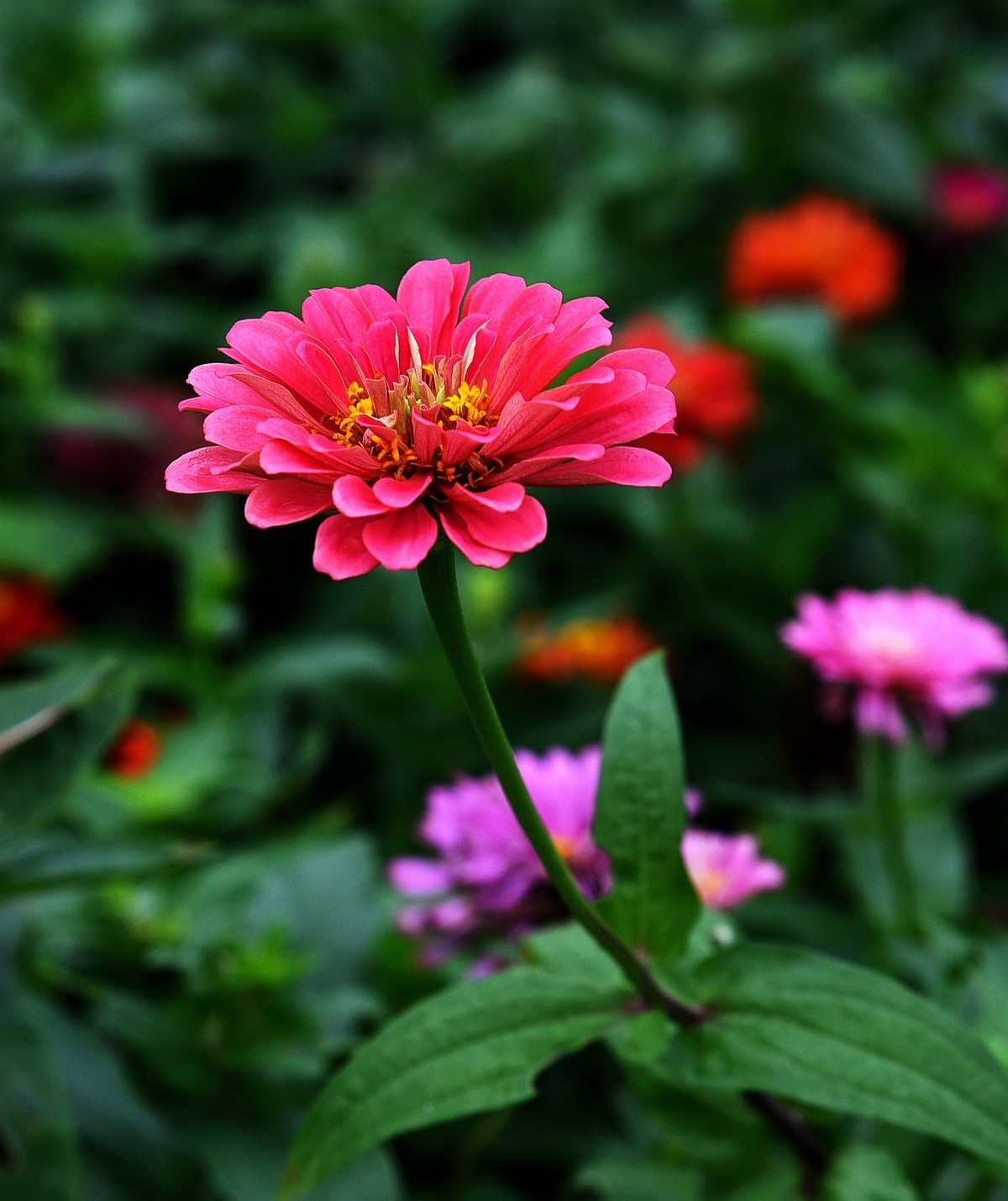 绵绵细雨中的体育公园小花！