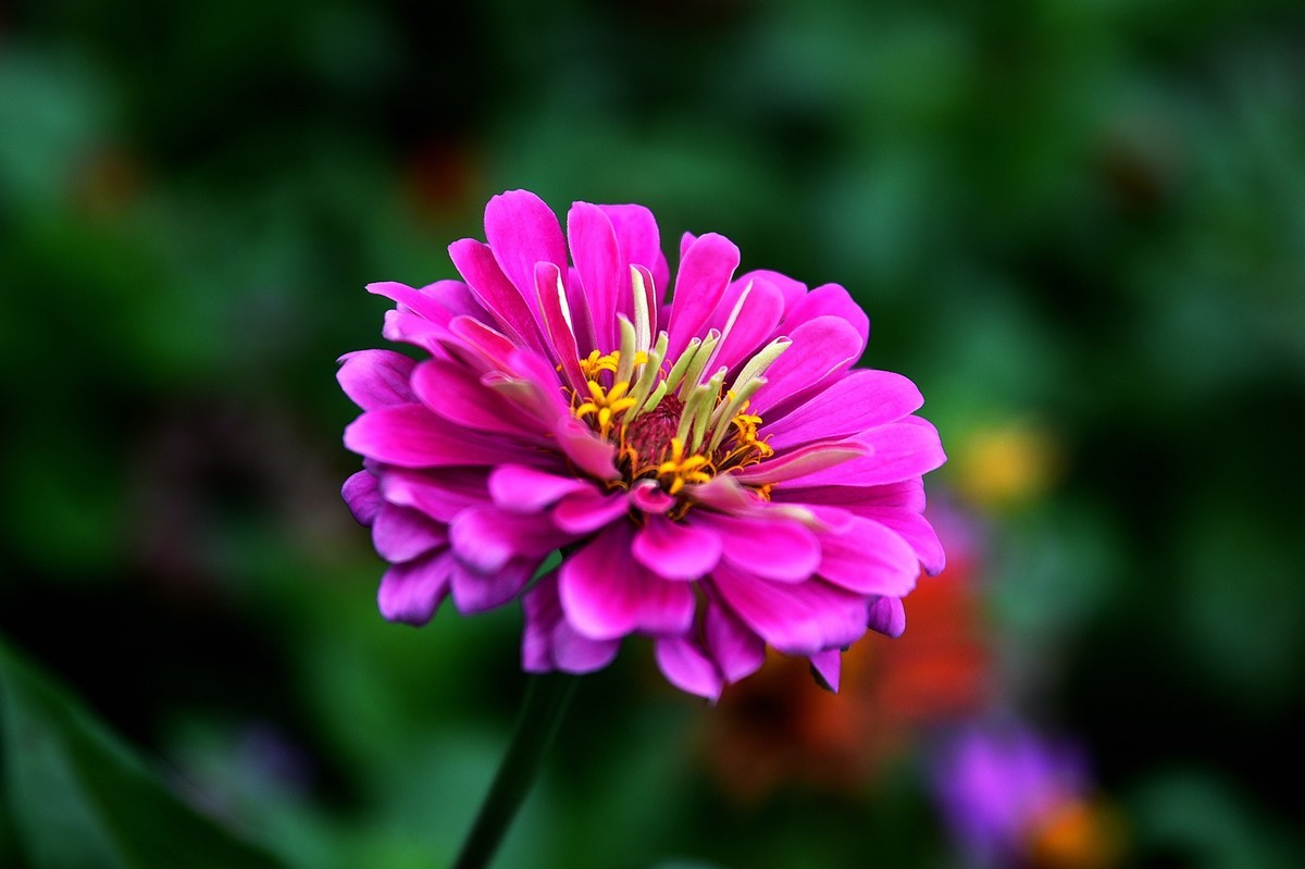 绵绵细雨中的体育公园小花！