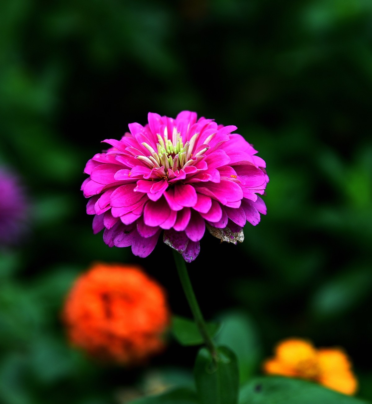 绵绵细雨中的体育公园小花！