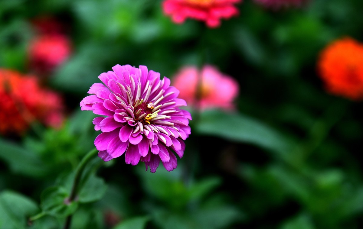 绵绵细雨中的体育公园小花！