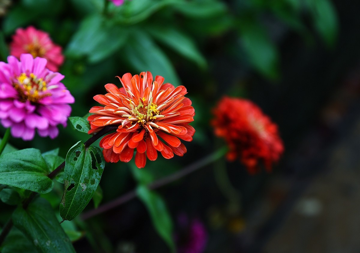 绵绵细雨中的体育公园小花！