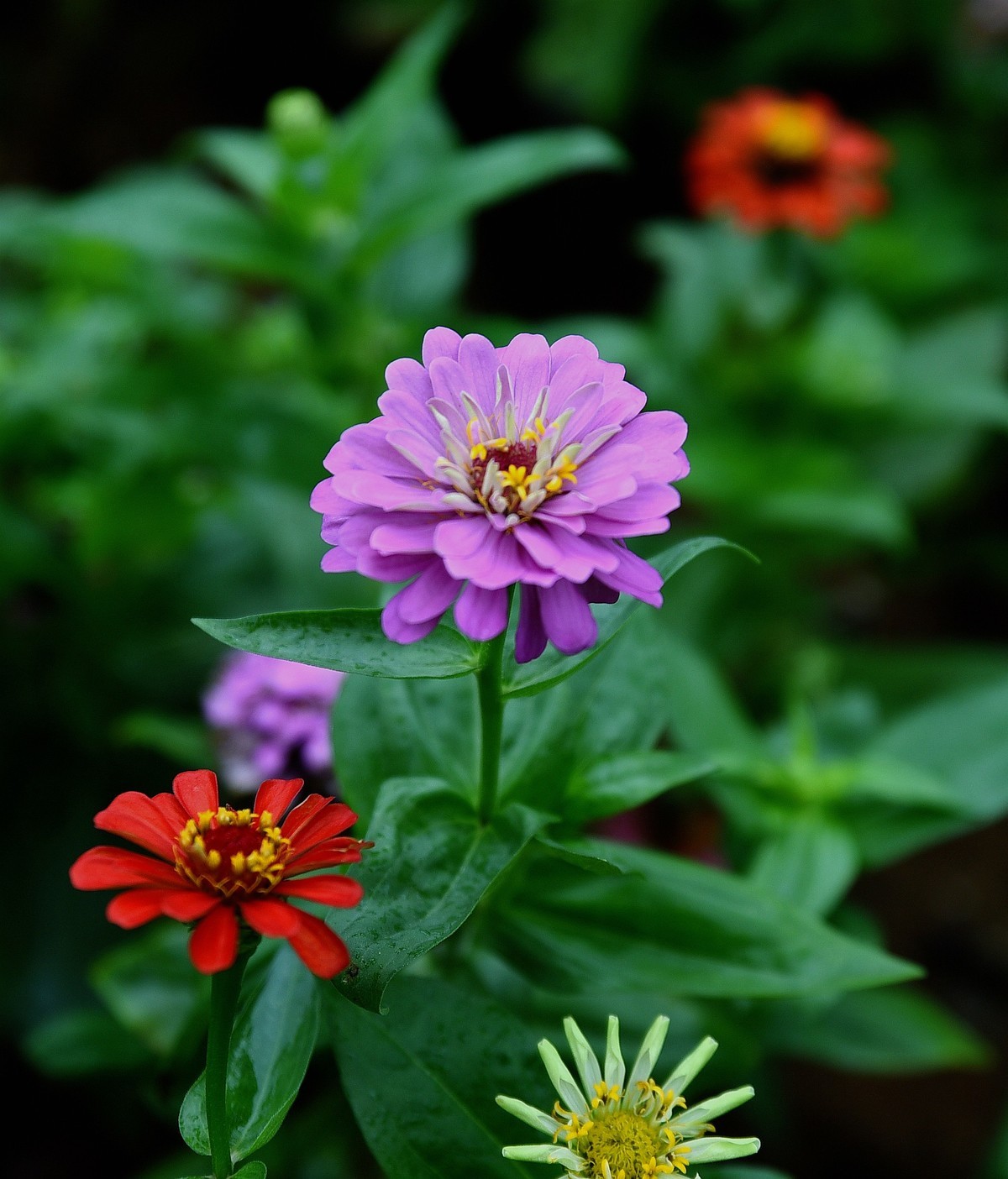 绵绵细雨中的体育公园小花！