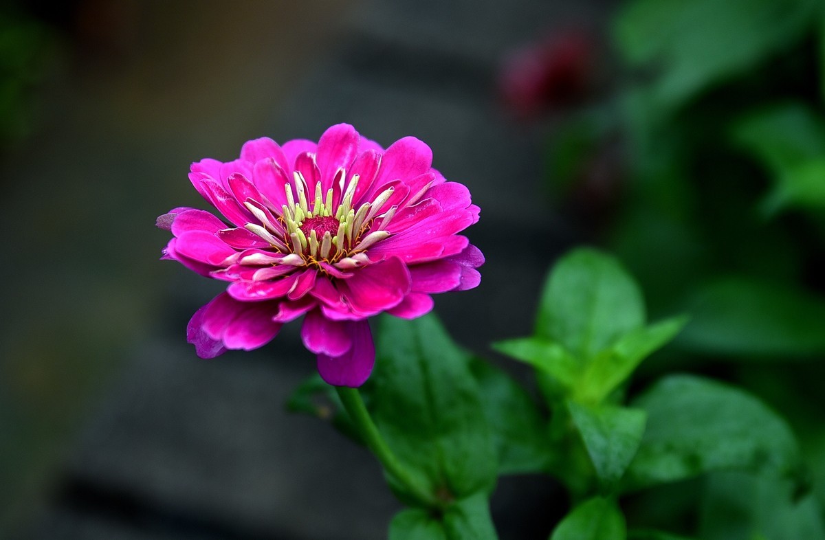 绵绵细雨中的体育公园小花！