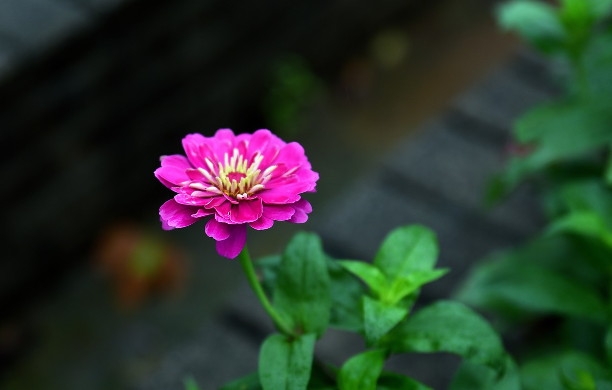 绵绵细雨中的体育公园小花！