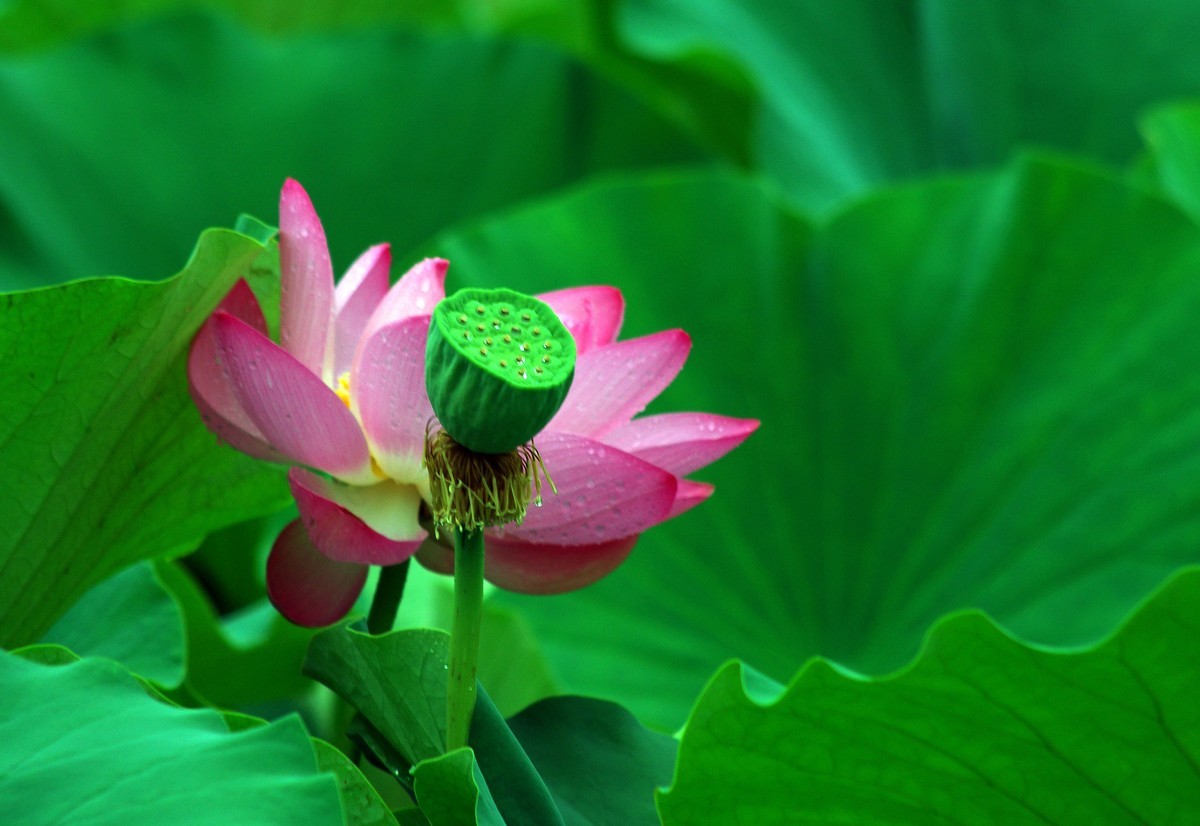 2023 —— 雨中的荷花