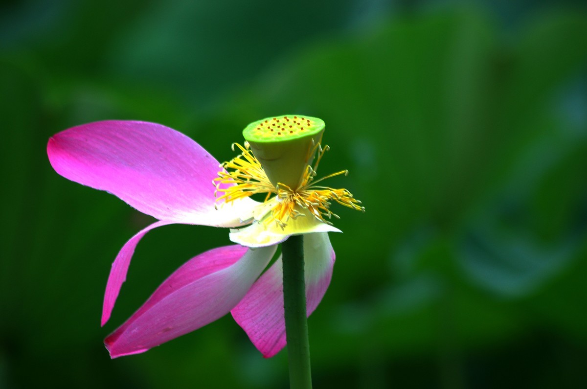 2023 —— 雨中的荷花