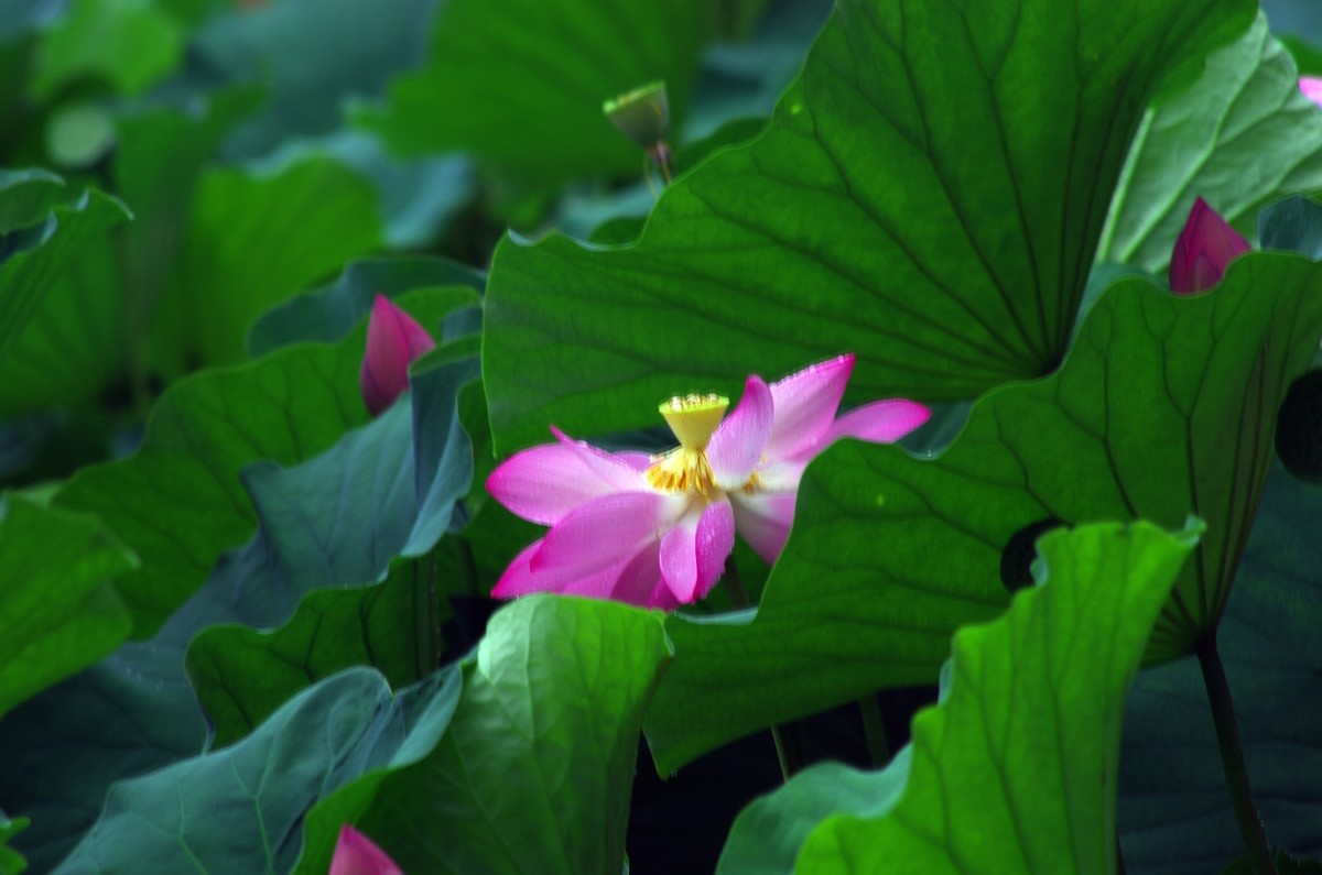 2023 —— 雨中的荷花