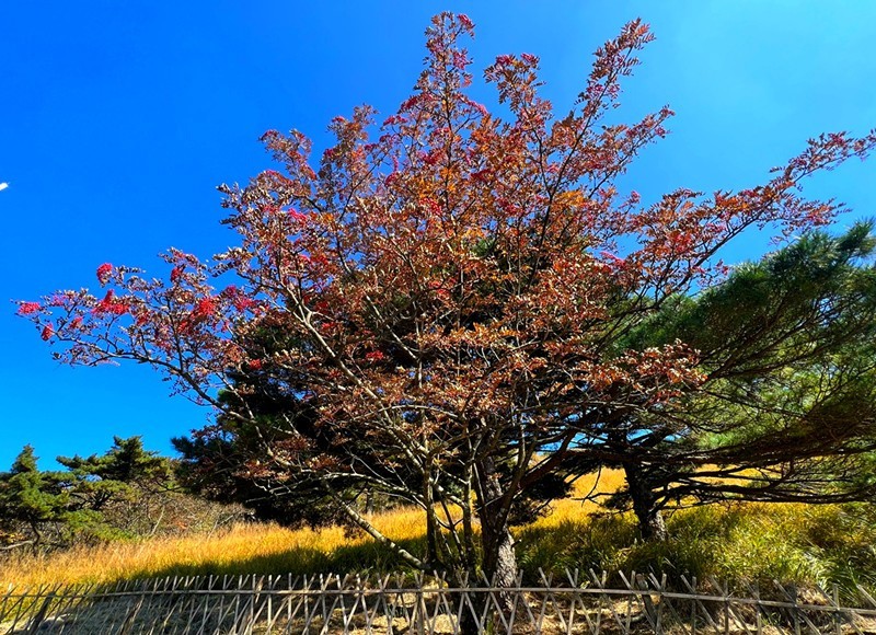 实景不老松图片