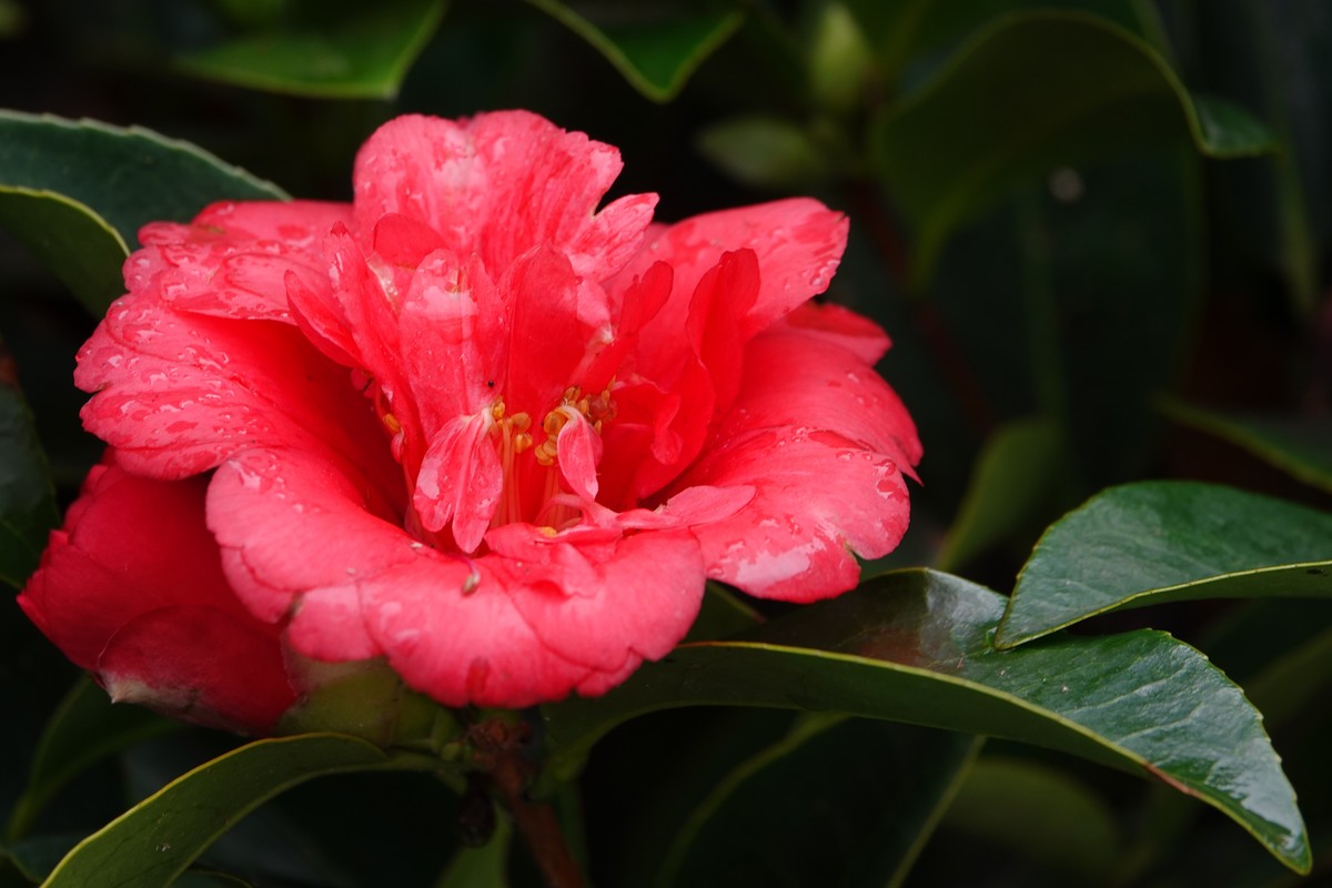 随意拍鲜花一组
