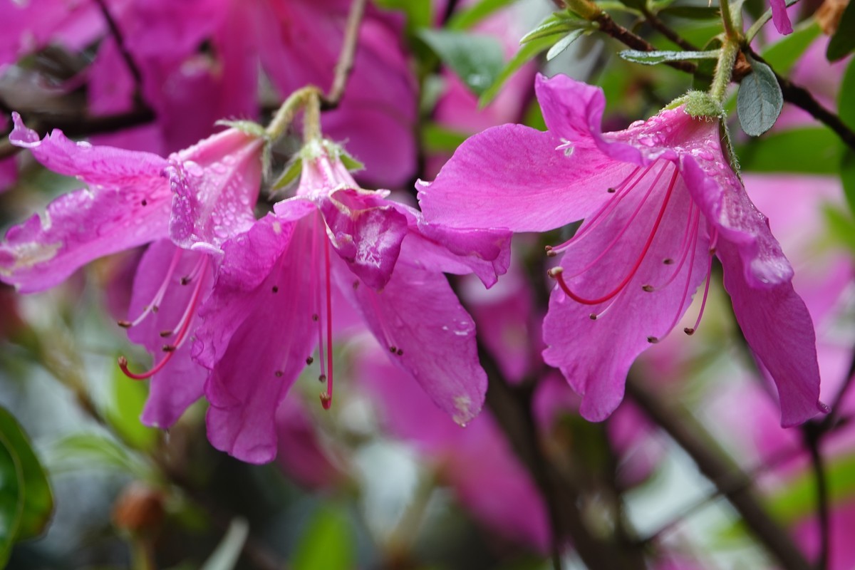 随意拍鲜花一组
