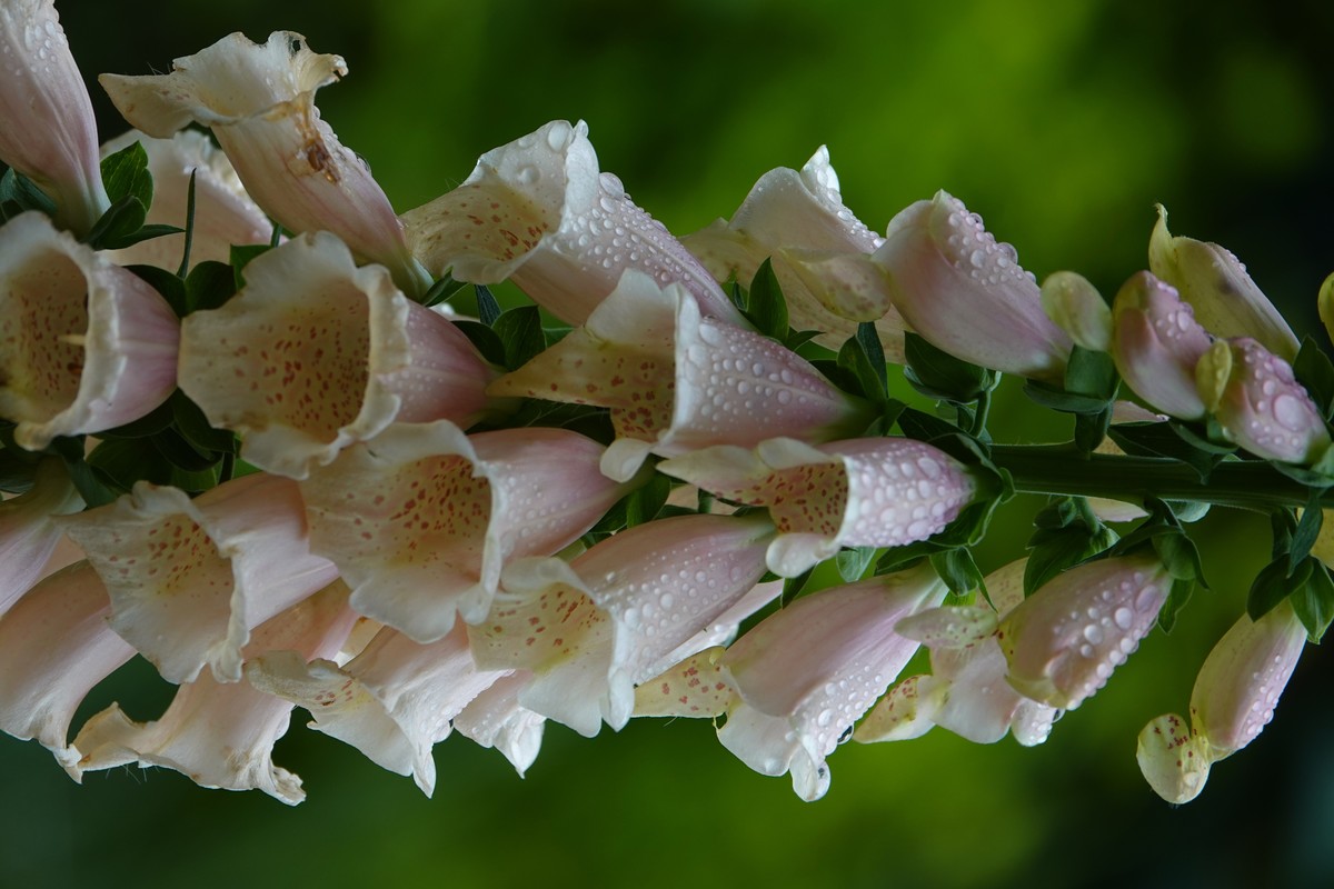 随意拍鲜花一组