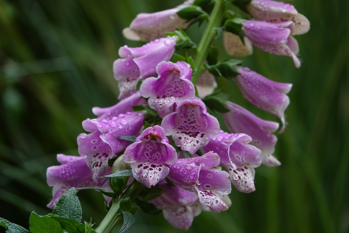 随意拍鲜花一组
