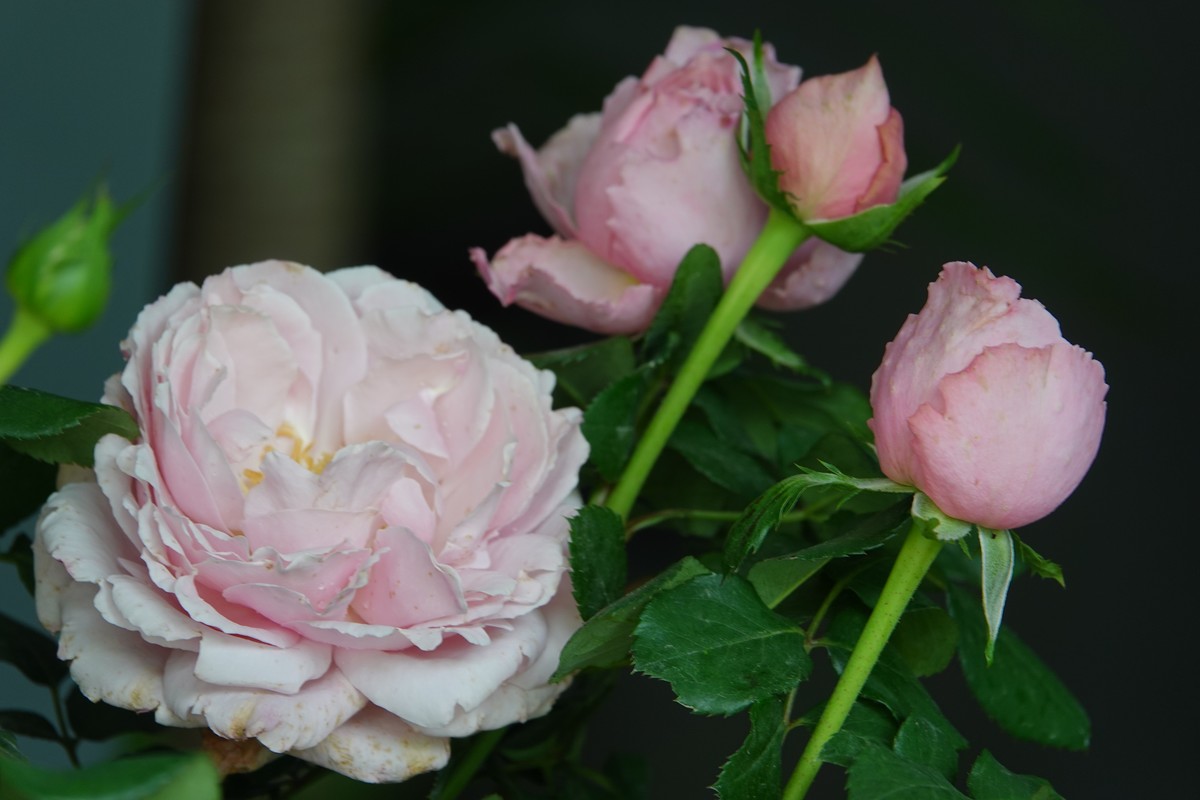 随意拍鲜花一组