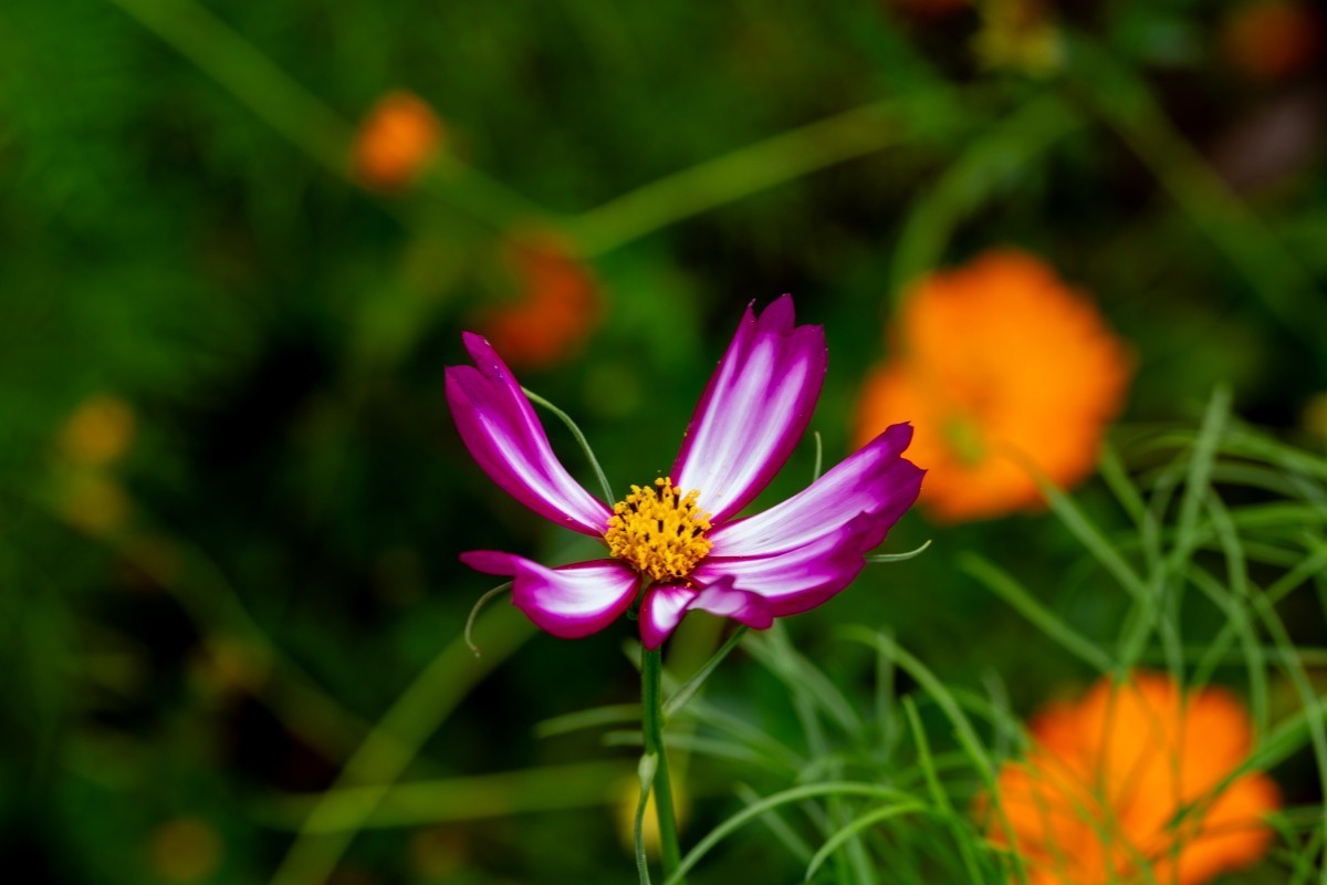 格桑花 9