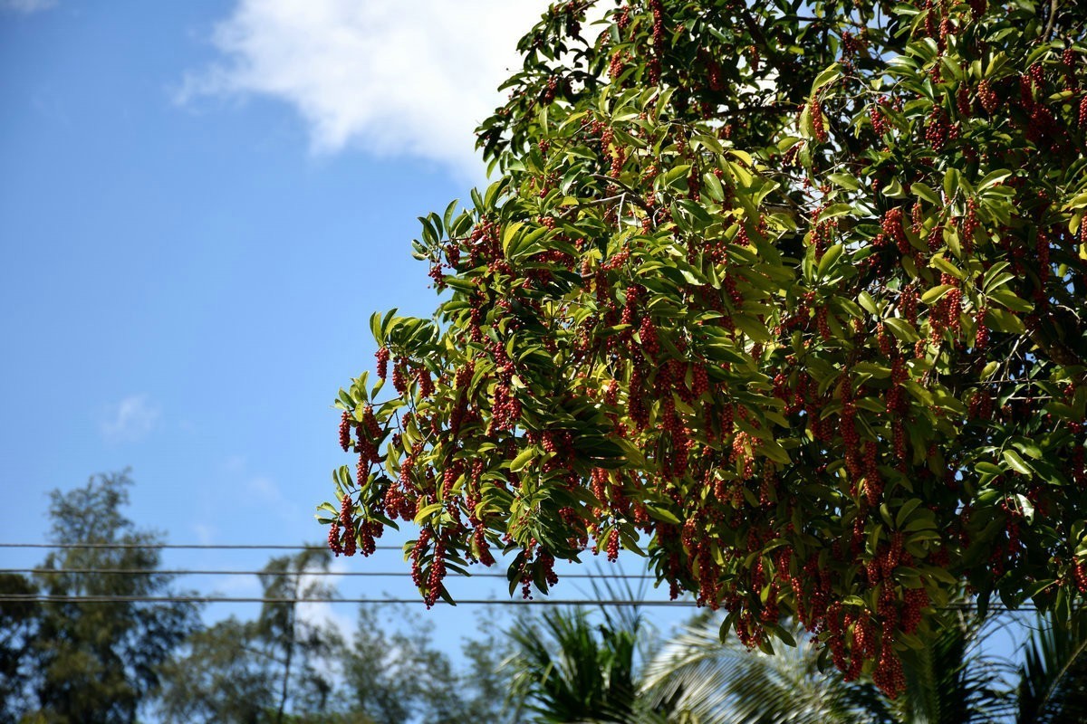 2024夏 海南环岛行（72）到达日月湾