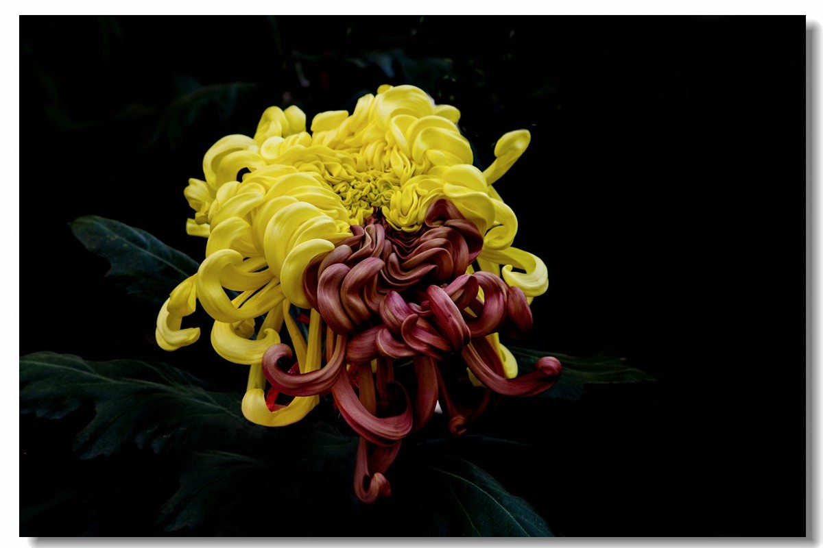 菊花——争芳斗艳（2）