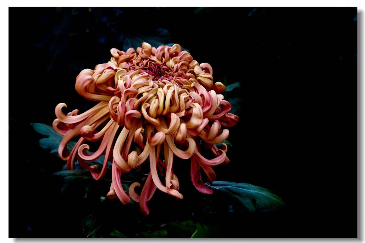 菊花——争芳斗艳（2）