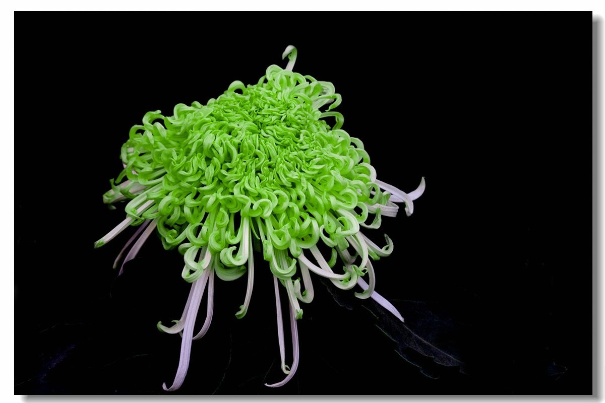 菊花——争芳斗艳（2）