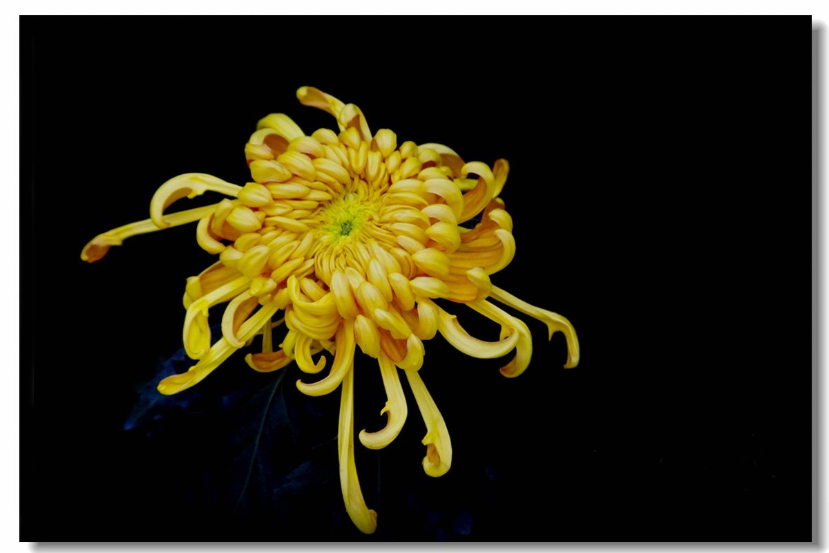 菊花——争芳斗艳（2）